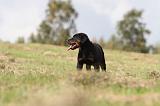 BEAUCERON - PUPPIES 113